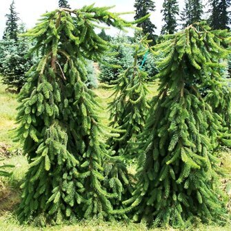 Picea omorika "Pendula" штамб 50-60 см